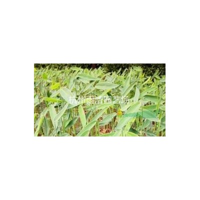 美人蕉种球花苗 * 夏季阳台庭院水生植物