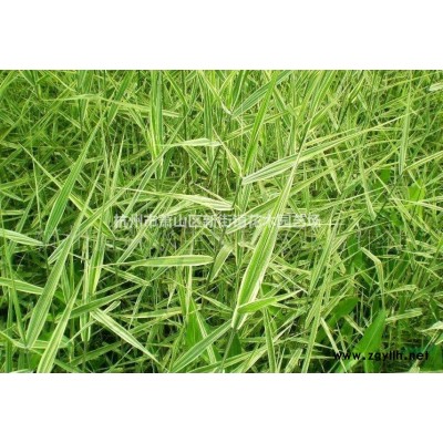 黄菖蒲苗水生植物耐寒挺水草鱼塘池塘绿化水生黄娃娃鸢尾花苗水养