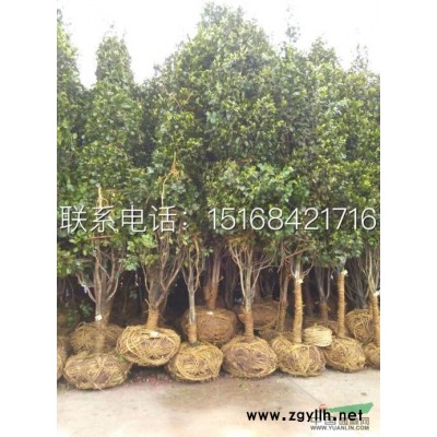 矮麦冬草苗工程庭院别墅绿化细长叶耐寒植物草坪四季常绿矮麦冬草