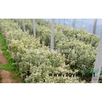 直销 花卉绿植盆栽 大花月季花苗浓香 蔷薇玫瑰花苗