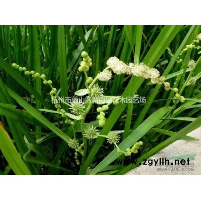 地被植物鸢尾苗蝴蝶兰花园庭院绿化类花卉室内盆栽观花植物蓝蝴蝶