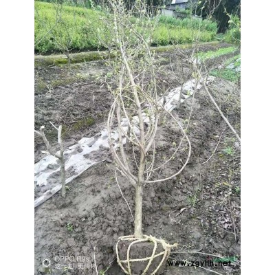 浙江丛生紫薇/嵊州丛生紫薇/协灿苗木专业供应