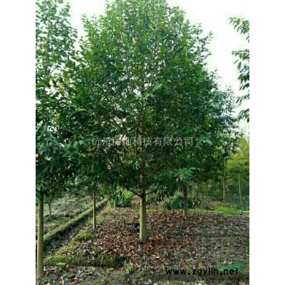 浙江染井吉野樱花/嵊州染井吉野樱花/早樱晚撄供应