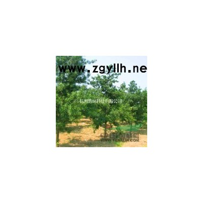 供应精品大叶女贞12-20公分出售