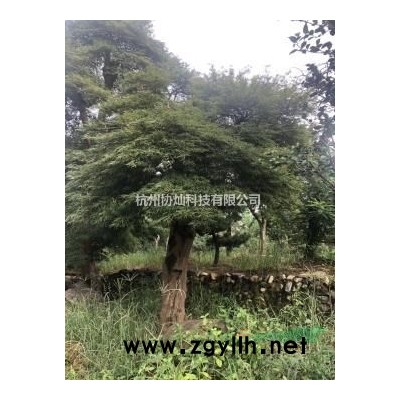 供应精品10-28公分杀头冒杜英及原生杜英出售