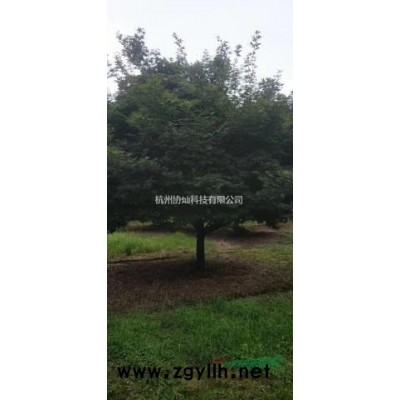 精品形态艺术红枫鸡爪槭规格7-15公分