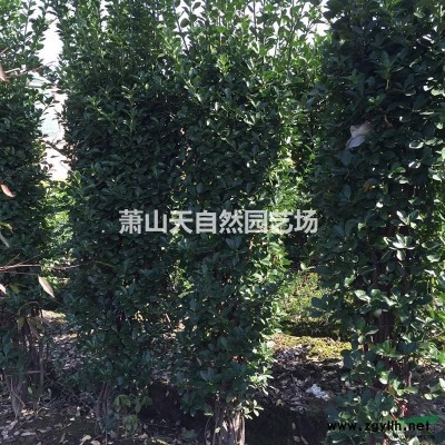 剑 麻(丝兰)   H 30-80  萧山苗木