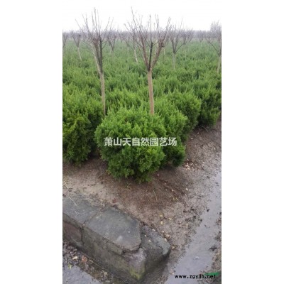 无刺枸骨 H 30-40 萧山苗木