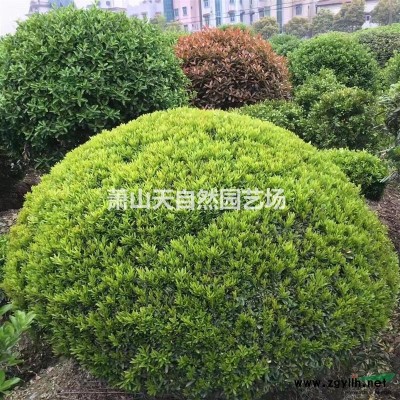 海桐  H 30-40  萧山苗木