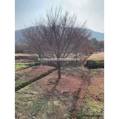 浙江供应羽毛枫规格*，宁波供应羽毛枫5-25公分