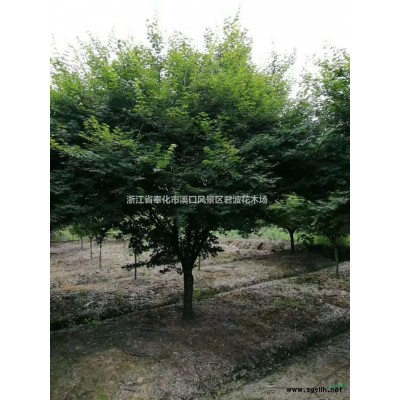 浙江早樱哪里好/哪家便宜，浙江供应早樱3-25公分樱花