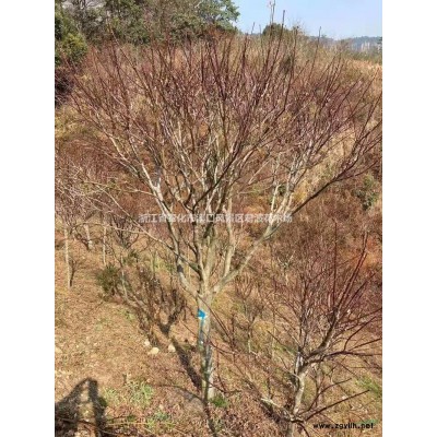 2020垂丝海棠新价格，垂丝海棠新报价，垂丝海棠怎么卖