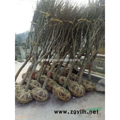 华东红枫价格怎么样 那里有便宜的红枫 浙江红枫便宜