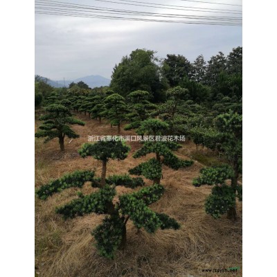 精品鸡爪槭价格 浙江鸡爪槭价格 大规格精品鸡爪槭