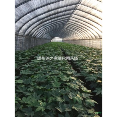 黄金槐精品苗便宜