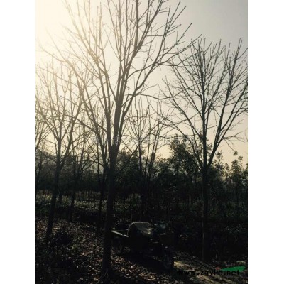 阔叶十大功劳今年的价格哪里便宜电  浙江阔叶十大功劳批发