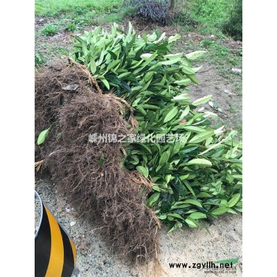 今年浙江龙柏多少钱 哪里有便宜的龙柏便宜出售 今年浙江龙柏价