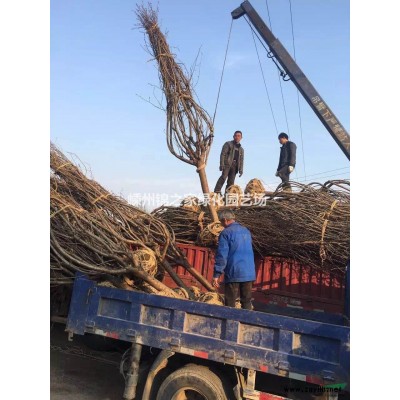 今年垂枝梅浙江便宜 精品垂直梅价格走势 哪里有便宜的垂枝梅批