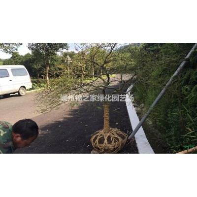 供应黄馨小苗，黄馨地栽苗种苗，黄馨容器苗，黄馨小毛球