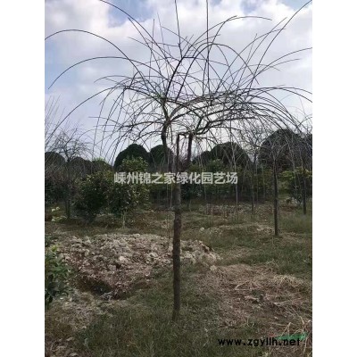 供应厚皮香H100-200，苗子清爽土球好数量不多
