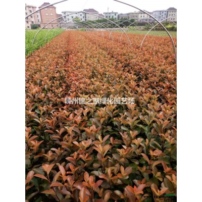 供应金丝桃杯苗和地栽苗，金丝桃毛球，金丝桃球P80-100