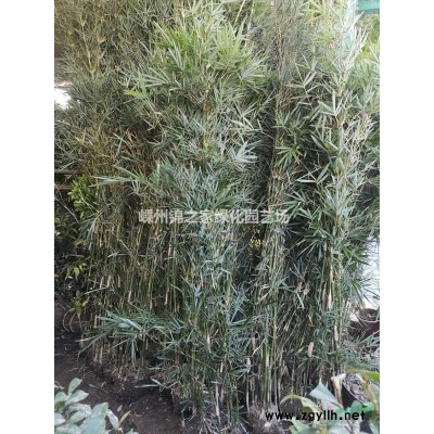 供应樱花D3-15，苗子漂亮产地直销