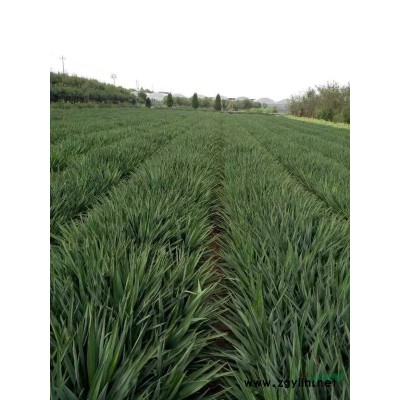 供应桂花八月桂精品苗P200-500，价格便宜质量好产地直销