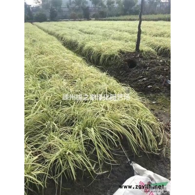 供应美国红枫3-10公分，苗子整齐土球好成活率高产地直销