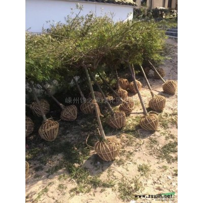 供应金边阔叶麦冬，麦冬草，金叶苔草，葱兰，韭兰，数量足品质好