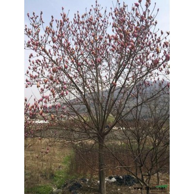 供应海桐小毛球，海桐杯苗，海桐地栽苗，海桐球