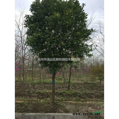 退林还耕 处理一批海桐球 大叶黄杨球 数量还有 先到先得