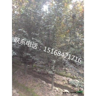 低价直销金边黄杨小苗 海桐小苗 大叶黄杨小苗 女贞小苗 十大功劳小苗