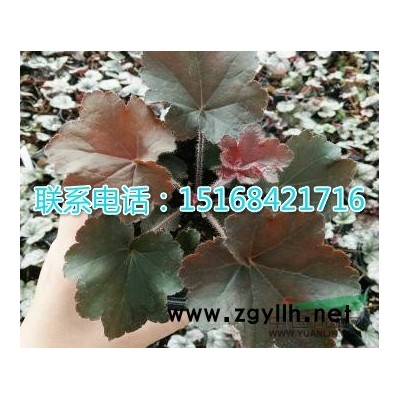 供应麦冬草、宽叶麦冬、中叶麦冬、细叶麦冬