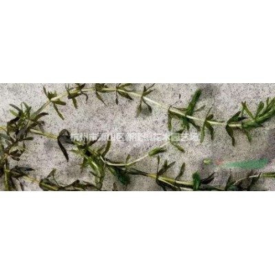 基地大量直销银边麦冬 量大从优 欢迎新老客户随时联系