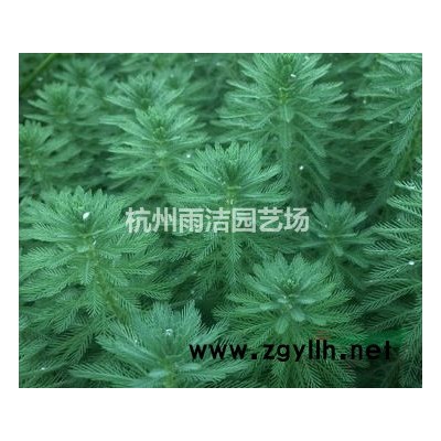 出售各类草花盆栽：金叶苔草一加仑