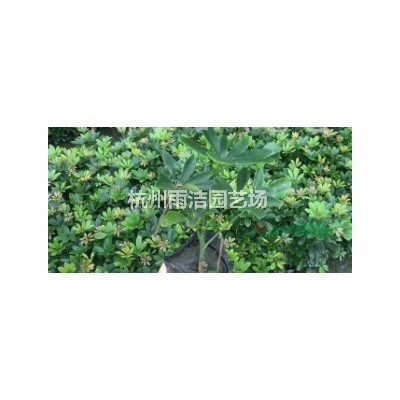 供应40-60公分高大叶黄杨100万棵