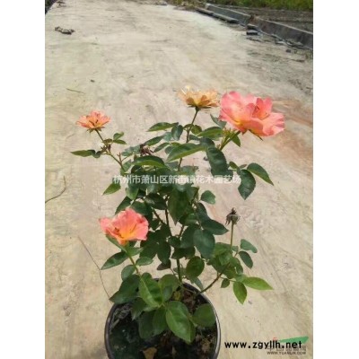 苗圃直销 低价供应 红花郁李5-6公分