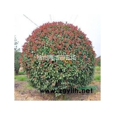 供应黄杨球、大叶黄杨球、大叶黄杨苗