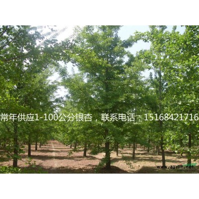 供应洒金柏、蓝冰柏、塔柏、铺地柏、龙柏