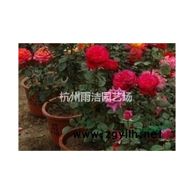 供应各种色块苗、花灌木、球类、乔木、水生植物等 红叶石楠