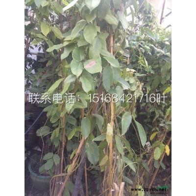 大量供应 木绣球 一叶兰 银姬小蜡球 红花继木球 红叶石楠球 金姬小蜡球等