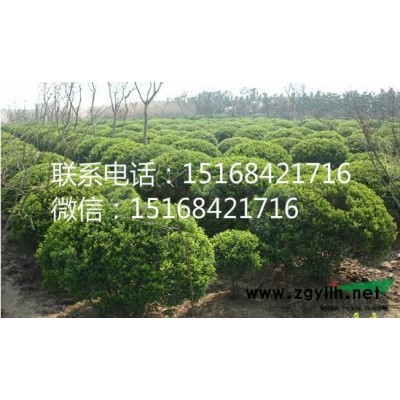 大量供应红花醡浆草 西府海棠 木槿 垂丝海棠 低价产地直销