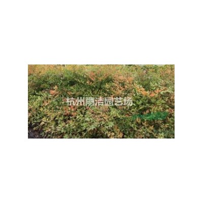 大量产地供应金边胡颓子球 埃比胡颓子球 大量直销中欢迎订购