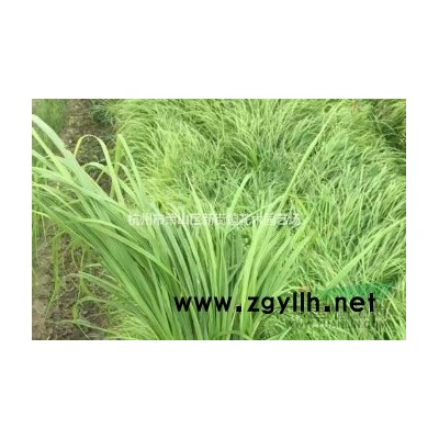 供应金叶石菖蒲 金线石菖蒲 大量供应 各类水生植物 草花 可发*