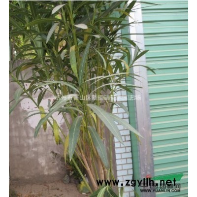 精品海桐球 大叶黄杨球基地 *热销中