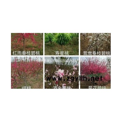 高度H30-1.5米八角金盘 工程苗 毛球