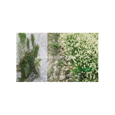 基地大量供应兰花三七 芽足样子好 欢迎随时联系