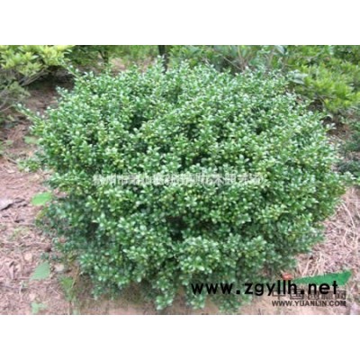 雨洁水生植物基地批发旱伞草 旱伞草价格 浙江旱伞草 风车草