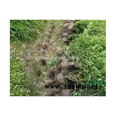 水生植物基地常年批发花叶芦竹 花叶芦竹价格 花叶芦竹小苗