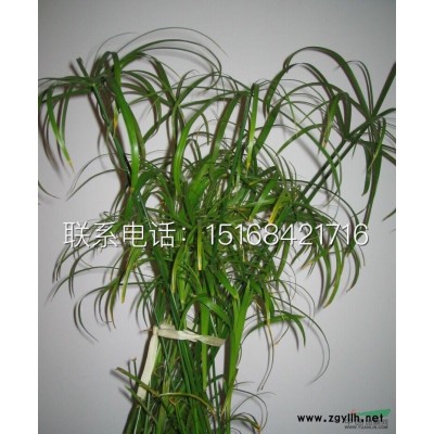 小兔子狼尾草 小兔子狼尾草价格 农户价 小兔子狼尾草批发